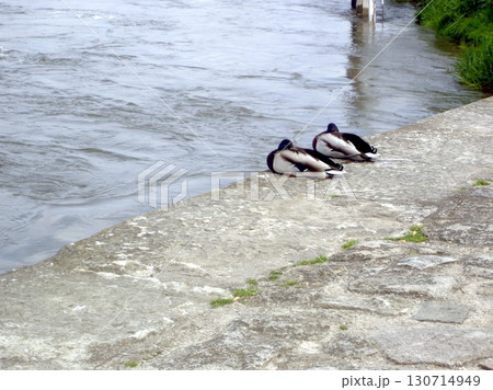 Ducks Relaxing by the Quay on a Tranquil Riverside Afternoon in the Gentle Sunlight Ducks Relaxing by the Quay on a Tranquil Riverside Afternoon in the Gentle Sunlight 130714949