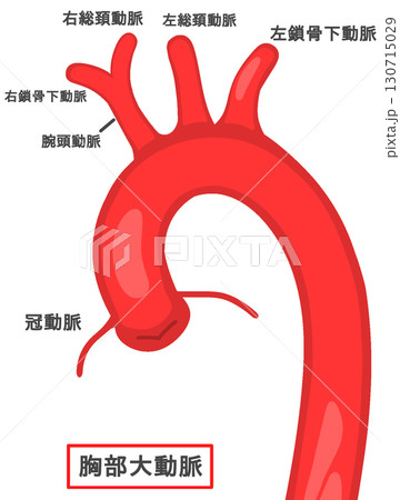 胸部大動脈 130715029