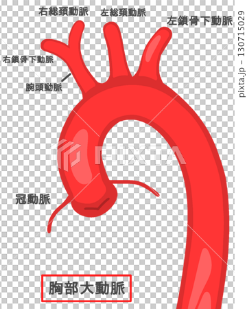 thoracic aorta 130715029