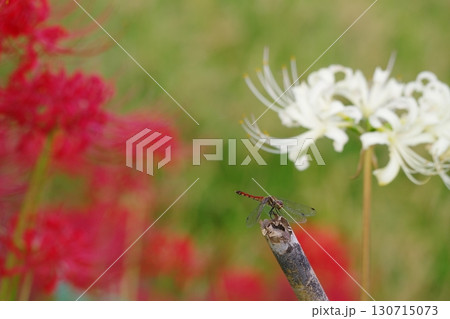 とんぼと彼岸花 130715073