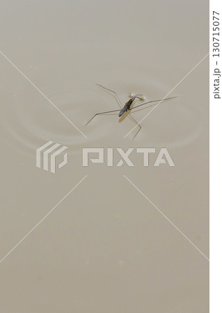 池の水面を歩くアメンボ 130715077