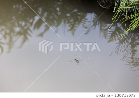 池の水面を歩くアメンボ 130715078