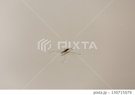 池の水面を歩くアメンボ 池の水面を歩くアメンボ 130715079