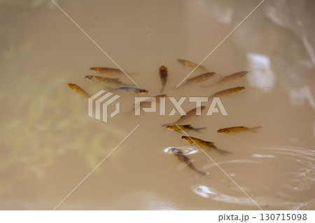 池で集まる鯉の稚魚 130715098