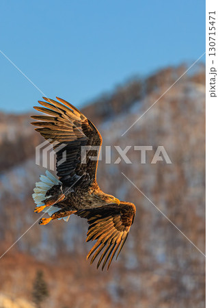冬の北海道を舞う野生の王者・オジロワシ 冬の北海道を舞う野生の王者・オジロワシ 130715471