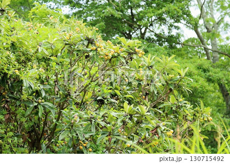 可愛い　ビワの実 130715492