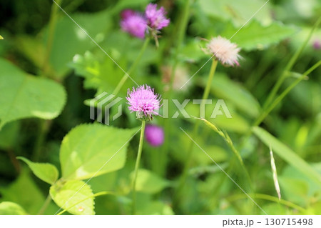 可愛い　ノアザミの花 130715498