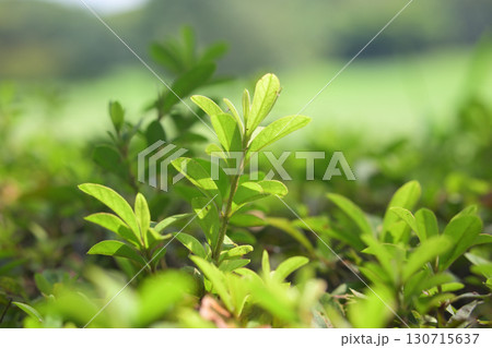 垣根　生け垣 130715637