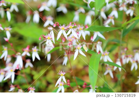 可愛い　ユキノシタの花 130715819