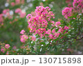 夏の公園に咲いた満開の百日紅（サルスベリ） 130715898