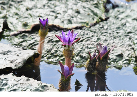 オニバスの花 130715902