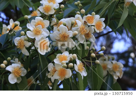 イジュの花　沖縄の梅雨　やんばるの森 130715950