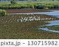 飛んでいくサギの群れ 130715982