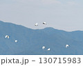 飛んでいくサギの群れ 130715983