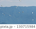 飛んでいくサギの群れ 130715984