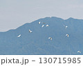 飛んでいくサギの群れ 130715985
