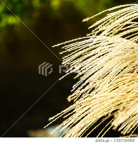 晩秋の柔らかい光の中風に揺れるすすきの穂 晩秋の柔らかい光の中風に揺れるすすきの穂 130716069