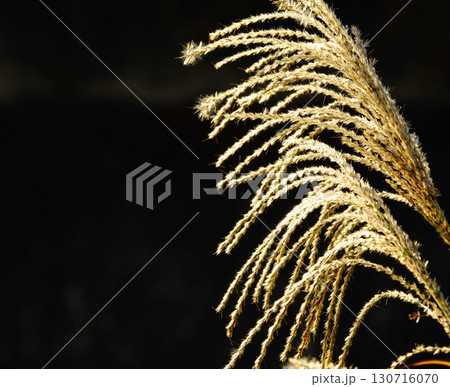 晩秋の柔らかい光の中風に揺れるすすきの穂 130716070