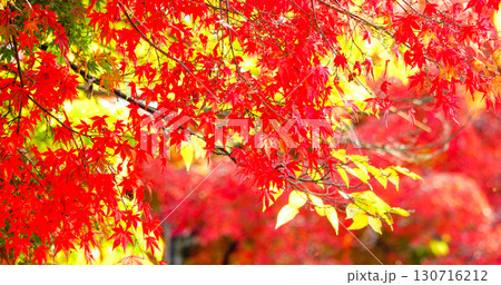 姫路市姫路城近くにある秋の千姫の小径の風景 姫路市姫路城近くにある秋の千姫の小径の風景 130716212