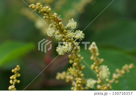 アカメガシワの雄花のクローズアップ アカメガシワの雄花のクローズアップ 130716357
