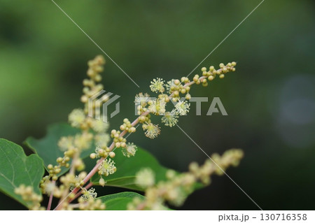 アカメガシワの雄花のクローズアップ 130716358