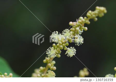 アカメガシワの雄花のクローズアップ 130716359