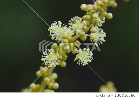 アカメガシワの雄花のクローズアップ 130716360