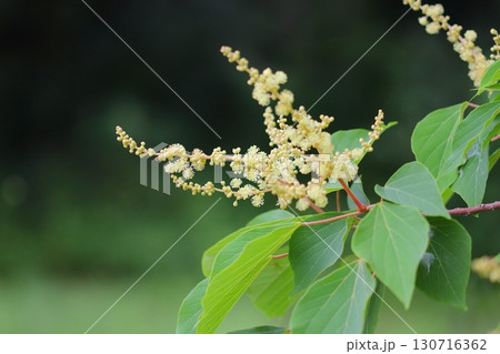 アカメガシワの雄花のクローズアップ 130716362