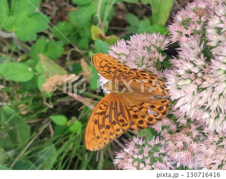 花にとまるヒョウモンチョウ 130716416