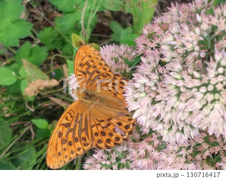 花にとまるヒョウモンチョウ 花にとまるヒョウモンチョウ 130716417