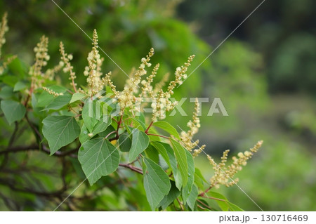 アカメガシワの雄花 130716469