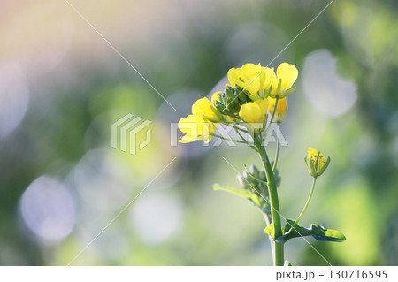 春の訪れと菜の花 春の訪れと菜の花 130716595
