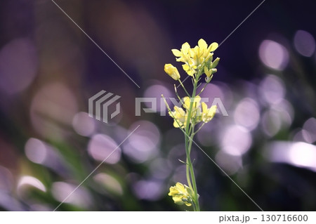春の訪れと菜の花 春の訪れと菜の花 130716600