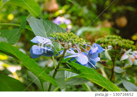 ふれあいの里アジサイの花ー6 ふれあいの里アジサイの花ー6 130716652