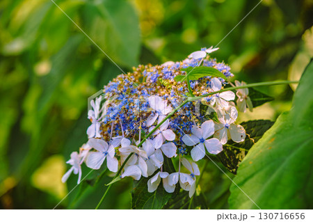 ふれあいの里アジサイの花ー10 ふれあいの里アジサイの花ー10 130716656