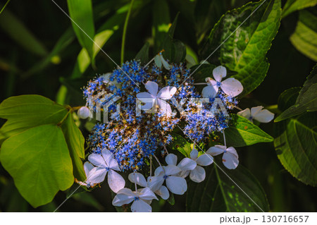 ふれあいの里アジサイの花ー11 ふれあいの里アジサイの花ー11 130716657