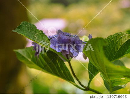 ふれあいの里アジサイの花ー22 130716668