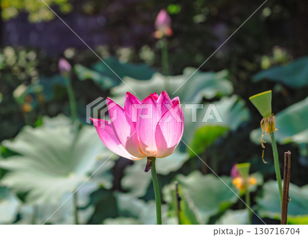 ハスの花7ー1 ハスの花7ー1 130716704