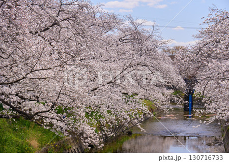 【五条川】川沿いに咲く満開の桜 130716733