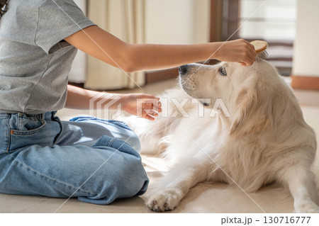 飼い主に優しくブラッシングしてもらうゴールデンレトリーバー 130716777