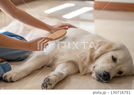 飼い主に優しくブラッシングしてもらうゴールデンレトリーバー 130716781