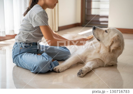 飼い主に優しくブラッシングしてもらうゴールデンレトリーバー 130716783