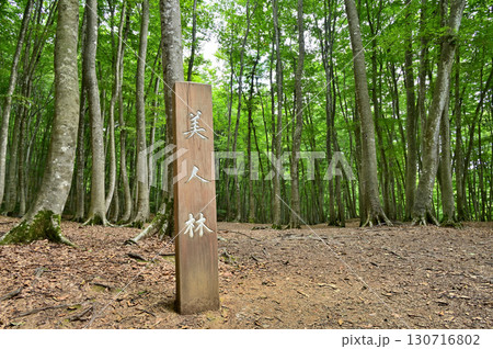 ブナの森　新潟松代美人林 130716802