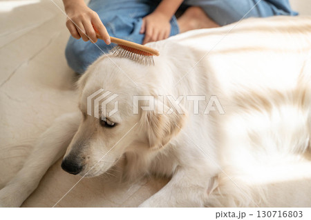 飼い主に優しくブラッシングしてもらうゴールデンレトリーバー 130716803