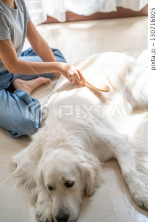 飼い主に優しくブラッシングしてもらうゴールデンレトリーバー 130716805