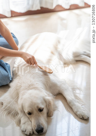 飼い主に優しくブラッシングしてもらうゴールデンレトリーバー 130716806