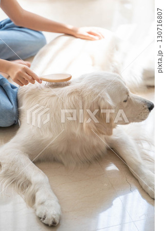 飼い主に優しくブラッシングしてもらうゴールデンレトリーバー 130716807