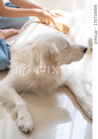 飼い主に優しくブラッシングしてもらうゴールデンレトリーバー 130716808