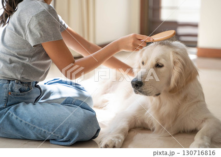 飼い主に優しくブラッシングしてもらうゴールデンレトリーバー 130716816