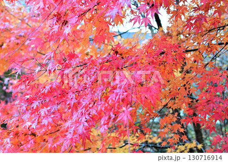 真赤に紅葉したモミジ　晩秋の榛名湖畔　　　 130716914